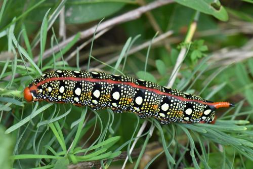 Hyles euphorbiae
